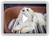 Millie - Tsang Apso - 3 Wochen Hundetraining